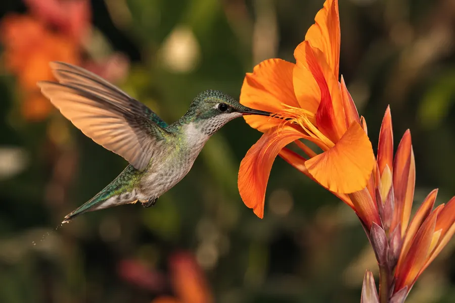 Colibri colhendo néctar de uma flor alaranjada